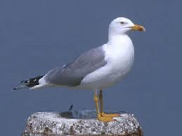 Il Comune di San Mauro Pascoli interviene sulla proliferazione del gabbiano reale foto 